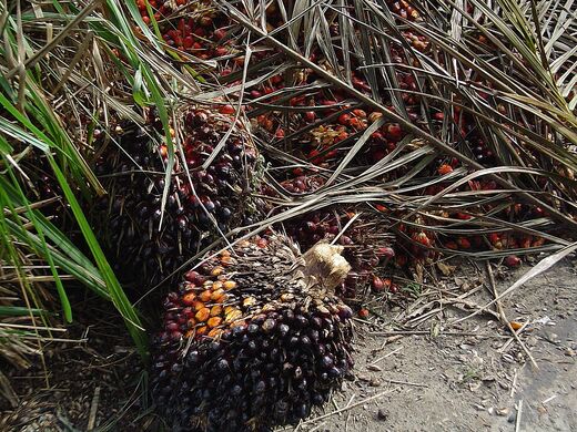 Palm oil fruit, the source of red palm oil